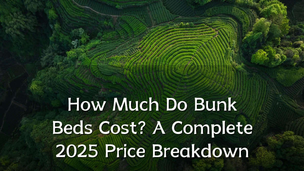 How Much Do Bunk Beds Cost? A Complete 2025 Price Breakdown